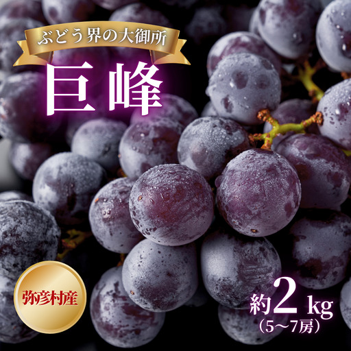 [令和8年産 先行予約] 巨峰 ぶどう 農家こだわりの 巨峰 約2kg | 新潟県 弥彦村 弥彦アグリセンター