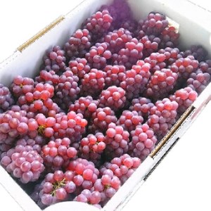 [糖度20度以上]弥彦村産 デラウエア 種なし(種が少ない) 約2kg(12〜16房)新潟県 弥彦村_弥彦産 種無しブドウ デラウエア ぶどう_[配送不可地域:離島]