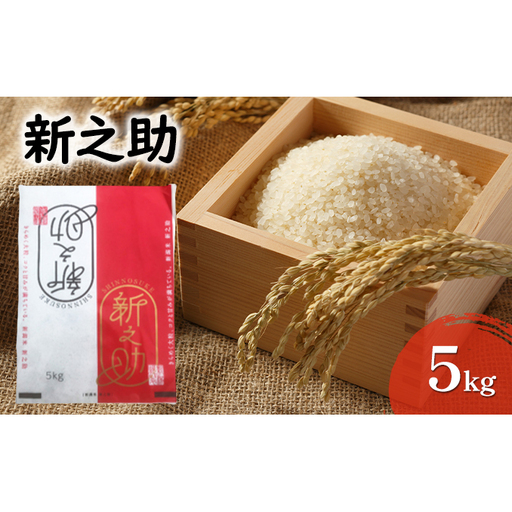 [先行予約]令和8年産米 新之助 5kg お米 精米