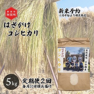 [先行予約][定期便2回] 米 5kg 新潟県産 コシヒカリ はざ掛け 天日干し 令和6年産 越後奥阿賀産 | 小会瀬 はざがけ こしひかり 一等米 送料無料 お取り寄せ お米 白米 精米 ※2024年10月中旬頃より順次発送