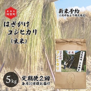 [先行予約][定期便2回] 玄米 5kg 新潟県産 コシヒカリ はざ掛け 天日干し 令和6年産 越後奥阿賀産 | 小会瀬 はざがけ こしひかり 一等米 送料無料 お取り寄せ お米 ※2024年10月中旬頃より順次発送