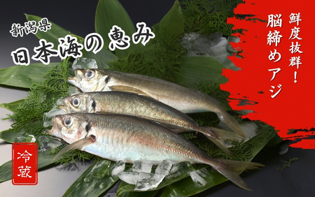 【鮮魚】アジ 脳締め〈内臓あり〉800g以上 あじ 鯵 冷蔵アジ 新鮮アジ 獲れたてアジ 大きいアジ