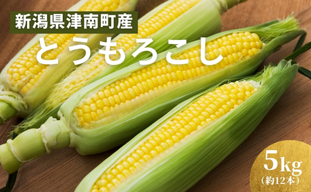 とうもろこし 朝採れ ゴールドラッシュ 5kg 約12本 7月下旬発送開始 とうもろこし とうもろこし とうもろこし とうもろこし とうもろこし とうもろこし