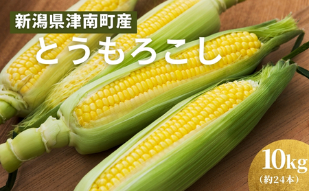 とうもろこし 朝採れ ゴールドラッシュ 10kg 約24本 7月下旬発送開始 とうもろこし とうもろこし とうもろこし とうもろこし とうもろこし とうもろこし とうもろこし