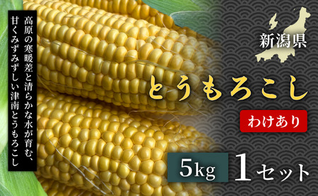 【令和8年産先行予約】【訳あり】 とうもろこし 5kg 1セット 2026年7月中旬より順次発送