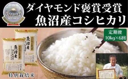 yߘa7NYVāzy6ցzōYЂ 10kgi5kg ×2) |Ó쒬 Y RVqJ