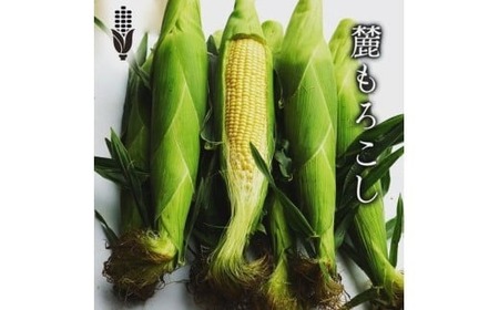 [令和7年産]早朝2時収穫!鮮度抜群! 朝採り とうもろこし「 麓もろこし 」10kg (21本入り) トウモロコシ トウモロコシ トウモロコシ トウモロコシ トウモロコシ新潟県 津南町 藤ノ木株式会社