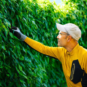 [関川村産]山薫る自然薯 一本物700g以上[配送不可地域:離島]