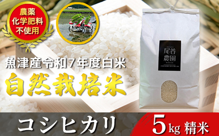 [令和7年度産米]尾谷農園 自然栽培米コシヒカリ 精米5kg ※北海道・沖縄・離島への配送不可
