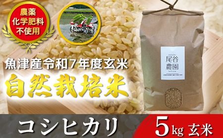 [令和7年度産米]尾谷農園 自然栽培米コシヒカリ 玄米5kg ※北海道・沖縄・離島への配送不可