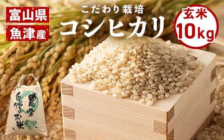 [玄米]富山県魚津産 コシヒカリ(こだわり栽培) 10kg こしひかり きらめき