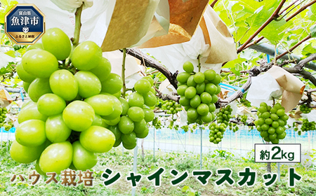 【早期予約】桃山ぶどう園のシャインマスカット約2kg（ハウス栽培）｜フルーツ 果物　※北海道・沖縄・離島への配送不可　※2025年9月中旬頃より順次発送予定