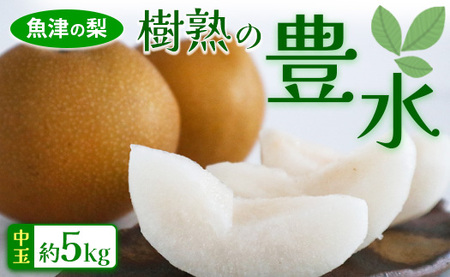 [予約受付]魚津の梨「樹熟の豊水」約5kg(中玉) ※2026年9月〜発送