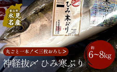 [先行予約]ひみ寒ぶり朝どれ1本[6〜8kg] 三枚おろし(神経抜〆)[半七]※配送地域限定