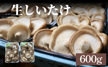 生しいたけ 約600g | 富山県 氷見市 シイタケ 椎茸 国産 生 朝どれ 収穫 厚み 肉厚 障害者支援