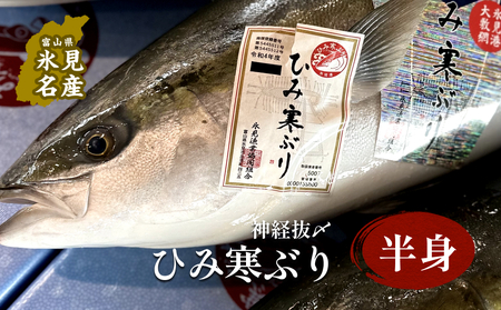 ひみ寒ぶり朝どれ 半身(神経抜〆8〜10kgの半分)[半七]※配送地域限定 | 富山湾 氷見 氷見漁港 能登 寒ブリ 半身 天然鰤 天然 鮮魚 ブリ 産地直送 期間限定