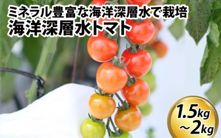 [期間限定]海洋深層水トマト[先行予約]/ ミニトマト ミディトマト 海洋 深層水 ミネラル 1.5kg 2kg 甘い 大容量 たっぷり