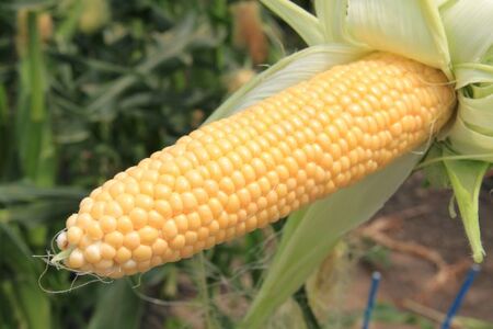 とうもろこし 「ゆにコーン」10本(B31)