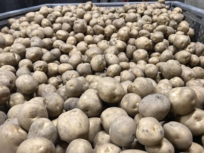 じゃがいも(男爵) M・Lサイズ混合 17kg(B40)