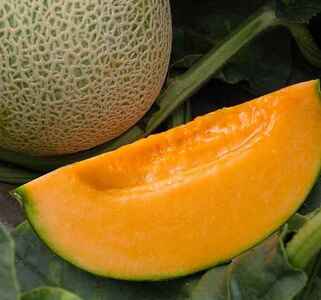 マンモスメロン2玉セット(V01)