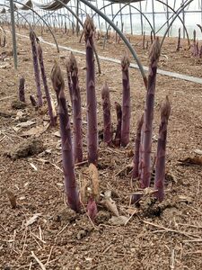 北海道由仁町産　オーガニック紫アスパラ　１kg　(X03)