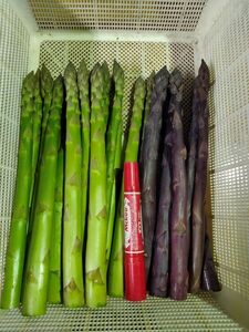 北海道由仁町産 オーガニック 紫・グリーンアスパラ食べ比べ 1kg (X01)