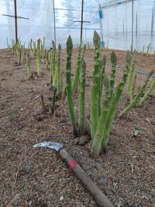 北海道由仁町産 オーガニック グリーンアスパラ 1kg (X02)