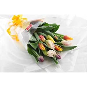 チューリップ切花(12本)_花・観葉植物 花 _