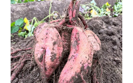 安納芋 5kg 富山県