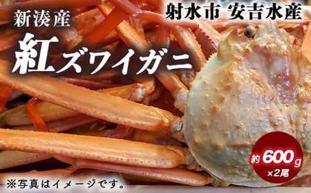 紅ズワイガニ 約600g×2尾[安吉水産]|ずわい蟹 ずわいガニ ズワイガニ 紅ズワイガニ ※離島への配送不可 ※2025年9月中旬〜2026年3月下旬頃に順次発送予定 ※発送まで1か月以上かかる場合があります。