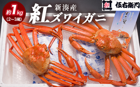 [伍右衛門]新湊産紅ズワイガニ約1kg(2〜3尾) ※離島への配送不可 ※2025年10月上旬〜2026年3月下旬頃 ※発送まで1か月以上かかる場合があります。