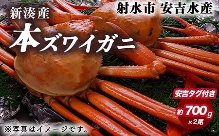 [おすすめ]本ズワイガニ 約700g×2尾(安吉タグ付き)[安吉水産]|蟹 カニ ※離島への配送不可 ※2025年11月上旬〜2026年3月中旬頃に順次発送予定 ※発送まで1か月以上かかる場合があります。