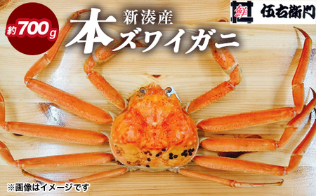 [伍右衛門]新湊産本ズワイガニ約700g|海の幸 海鮮 お祝い 集まり メニュー 冬の味覚 茹でたて 新鮮 国産 富山県産 ※離島への配送不可 ※2025年11月上旬〜2026年3月中旬頃 ※発送まで1か月以上かかる場合があります。