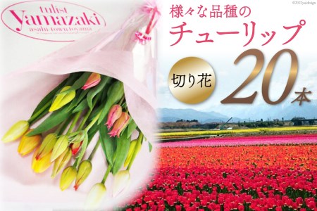 [期間限定発送] チューリップ 切り花 20本 [チュリストやまざき 富山県 朝日町 34310462]