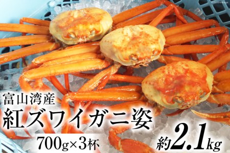 富山湾産 紅 ズワイガニ 姿 ボイル 約700g×3杯 [寺田鮮魚店 富山県 朝日町 34310446] かに カニ 蟹 かにみそ カニ味噌 蟹味噌 新鮮 冷蔵 朝捕れ