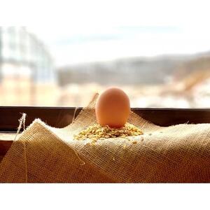 ファームモチツモタレツの平飼い自然有精卵20個_卵・乳製品 卵 たまご タマゴ 玉子_[配送不可地域:離島]