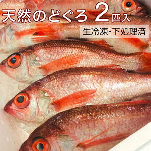 天然のどぐろ　特大サイズ2尾入（合計760ｇ以上）　生冷凍、ウロコ・内臓下処理済み≪魚 新鮮 高級魚 真空≫◇  ※2025年7月下旬～2026年1月下旬頃より順次発送予定