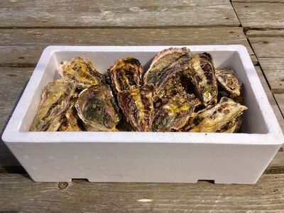 [能登半島地震復興支援]魚介類 牡蠣 / 能登かき 殻付 牡蠣 約3.5kg(約30個)専用ナイフ・片手用軍手付 石川県 七尾市 能登 ※加熱用 ※2026年1月下旬〜5月下旬頃に順次発送予定 ※離島への配送不可