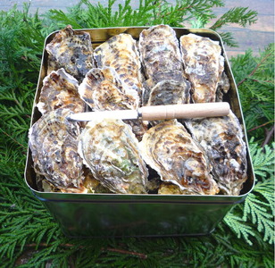 魚介類 牡蠣 能登かき殻付き・加熱用・一斗缶[約80〜100個]|牡蠣 カンカン焼き カキ かき 加熱用 カキフライ 海鮮 魚介 国産 石川県 七尾市 能登 復興