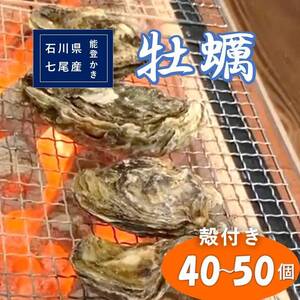 石川県七尾産 能登かき 殻付き 半缶(40〜50個) 加熱調理用 ※離島への配送不可 ※2025年1月より順次発送