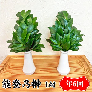[定期便]能登乃榊 1対 年6回(6か月間定期配送) ※着日指定不可