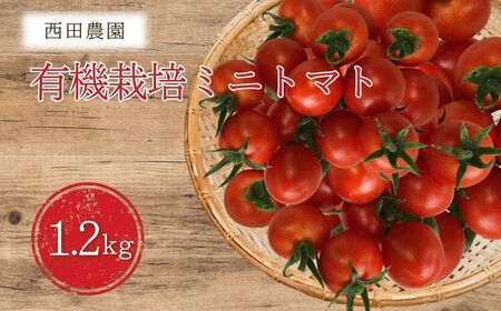 有機栽培ミニトマト 1.2kg 6月〜順次配送 ミニトマトミニトマトミニトマト ミニトマトミニトマト