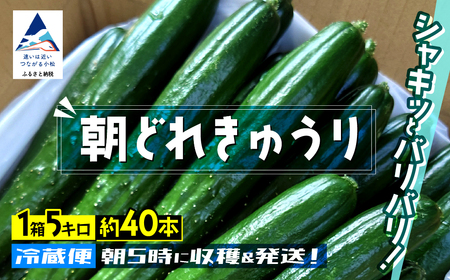 きゅうりきゅうり 約5kg 約40本 きゅうりきゅうりきゅうりきゅうり