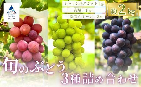 旬のぶどう3種詰め合わせ 2kg(シャインマスカット1房/高尾1房/安芸クイーン2))[多井ぶどう園]シャインマスカット 高尾 安芸クイーン 