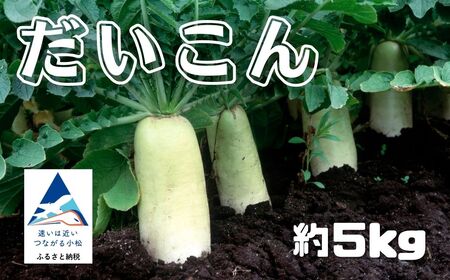 だいこん 5kg 大根 野菜 | 石川県 小松市 JAあぐり