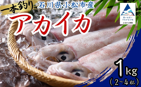 アカイカ 1kg(約2〜4杯)イカ いか 海鮮[石川県漁業協同組合小松支所]