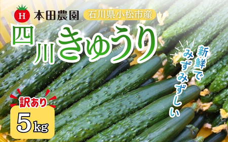 [先行予約]四川きゅうり 5kg (訳アリ) 野菜 ギフト | 石川県 小松市 本田農園