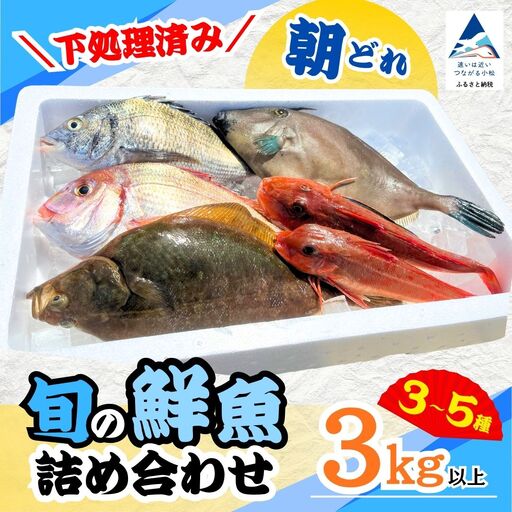 【下処理済み】 旬の鮮魚 詰め合わせ3kg以上  (3～5種)  安宅漁港 石川県 小松市