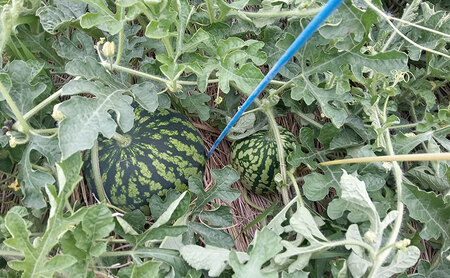 西瓜(スイカ)/赤土 金色羅皇 果物 くだもの デザート 石川県 珠洲市