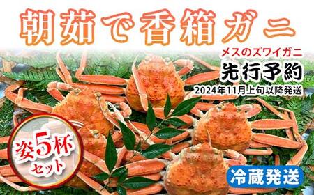 朝茹で香箱ガニ メスのズワイガニ 姿5杯セット 2024年11月上旬以降発送 朝茹で カニ かに 蟹 姿 香箱蟹 香箱がに こうばこがに 茹で ボイル 先行予約 予約 冷蔵発送 ギフト グルメ 海の幸 海産物 食品